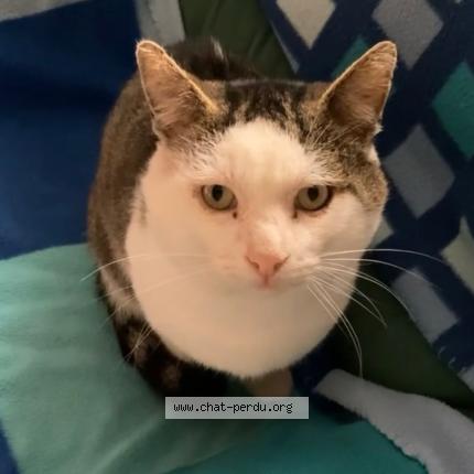Foto 1/1 Tekito Chat perdido en Chaumergy