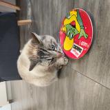 Foto de gato encontrado en Varangeville