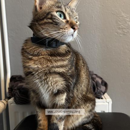 Foto 1/1 Nala Chat perdido en Muret