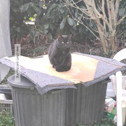 Foto 1/2 Gato encontrado Encontrado en Torcy