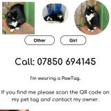 Foto del gato perdido en London