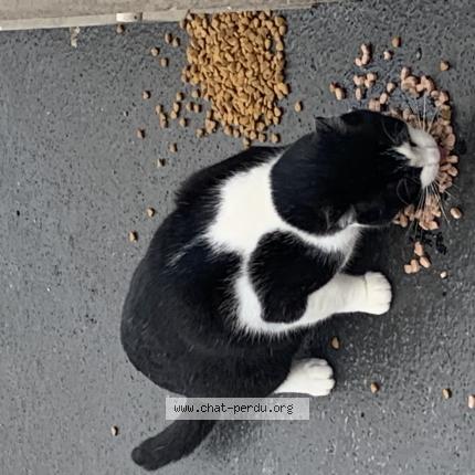 Foto 1/1 Gato encontrado Encontrado en Pantin