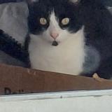 Foto del gato perdido en Plelan Le Petit