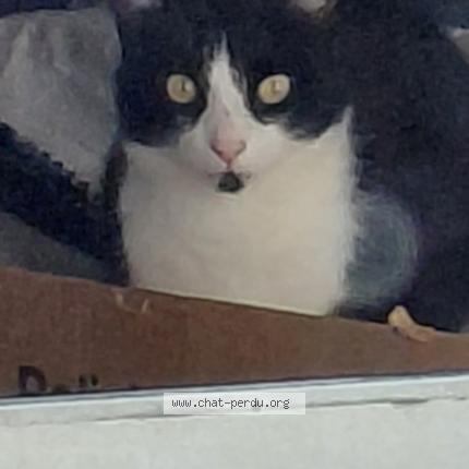 Foto 1/1 Gato encontrado Perdido en Plelan le petit