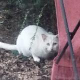 Foto de gato encontrado en Sautron