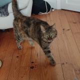 Foto de gato encontrado en St Chamond