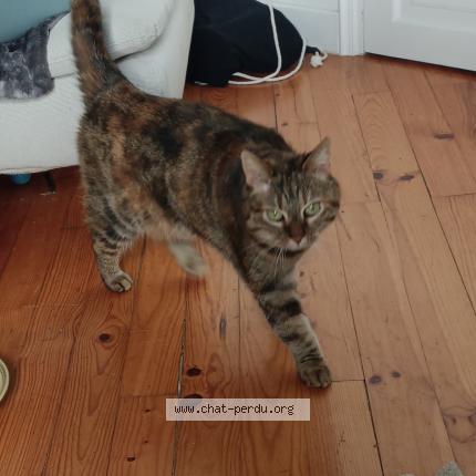 Foto 1/1 Gato encontrado Encontrado en St chamond