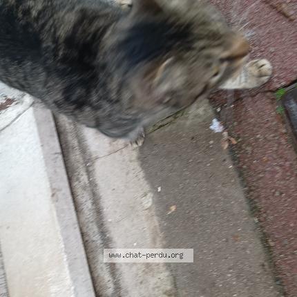 Foto 1/3 Gato encontrado Encontrado en Tourcoing
