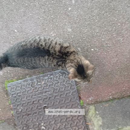 Foto 2/3 Gato encontrado Encontrado en Tourcoing