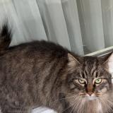 Foto de gato encontrado en Jette