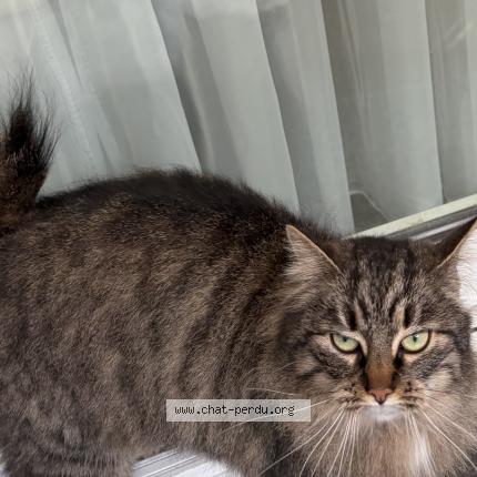 Foto 1/1 Gato encontrado Encontrado en Jette