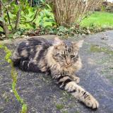 Foto de gato encontrado en Barace