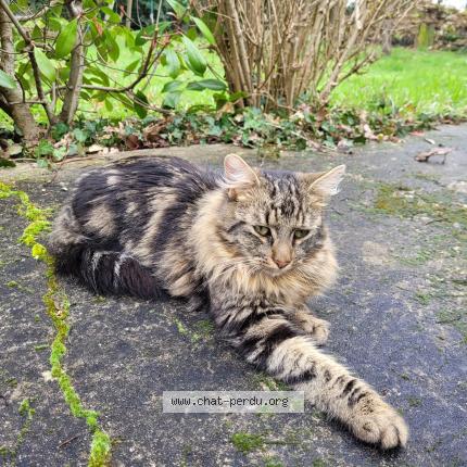 Foto 1/1 Gato encontrado Encontrado en Barace