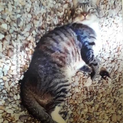 Foto 1/1 Isidore Chat perdido en Guitres