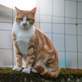 Foto del gato perdido en Saint Pierre A Arnes