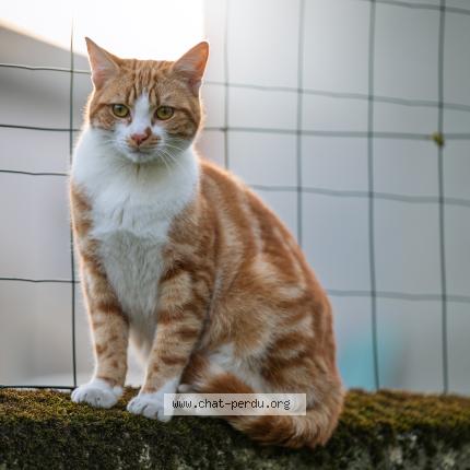 Foto 1/1 Terookie Chat perdido en Saint pierre a arnes