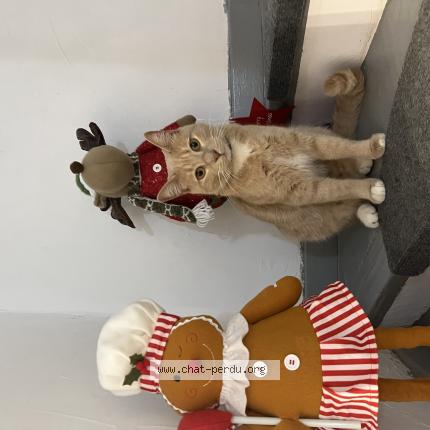 Foto 1/1 Sissy Chat perdido en Sollies pint