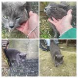 Foto de gato encontrado en St Judoce