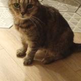 Foto del gato perdido en Champeix