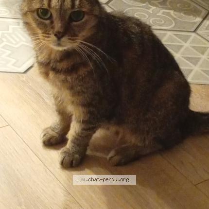 Foto 1/1 Petite Moon Chat perdido en Champeix