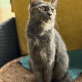 Foto del gato perdido en Chezy Sur Marne