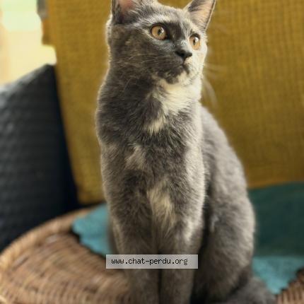 Foto 1/1 Ruby Chat perdido en Chezy sur marne