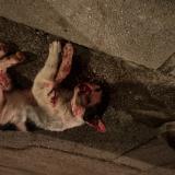 Foto de gato encontrado en Cap D Ail