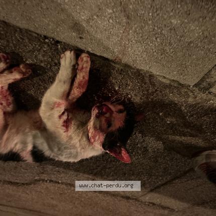 Foto 1/1 Gato encontrado Encontrado en Cap d ail