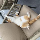 Foto del gato perdido en St Georges Sur L Aa