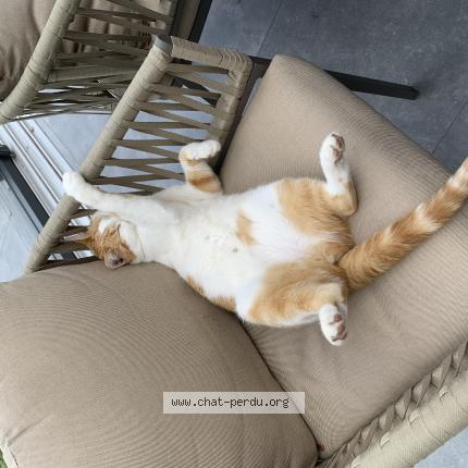 Foto 1/1 Tilly Chat perdido en St georges sur l aa