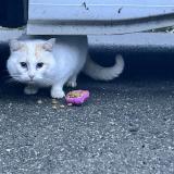 Foto de gato encontrado en Louvigne