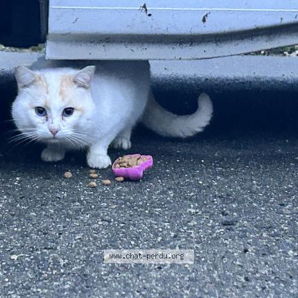 Foto 1/1 Gato encontrado Encontrado en Louvigne