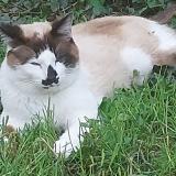 Foto del gato perdido en Cornebarrieu