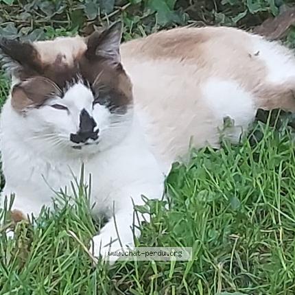 Foto 1/1 blanco Chat perdido en Cornebarrieu