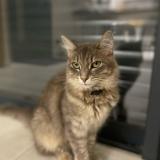 Foto del gato perdido en Castres