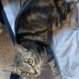 Foto del gato perdido en Saint Maurice De Goudans