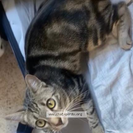 Foto 1/1 Moha Chat perdido en Saint maurice de goudans