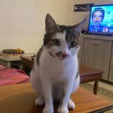 Foto del gato perdido en Arles