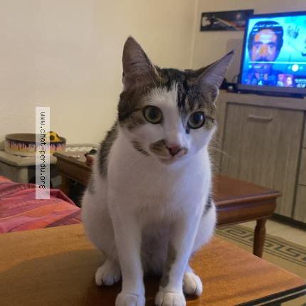 Foto 1/2 FATIMA SOLLILO SRHIYER Chat perdido en Arles