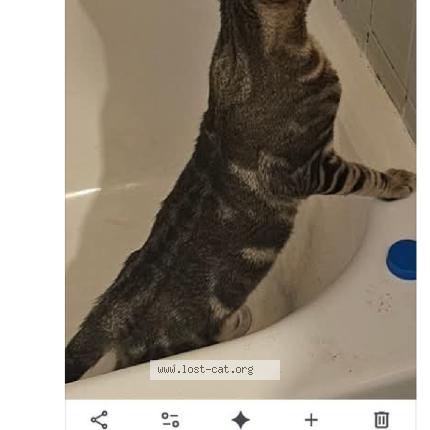 Foto 1/1 Bugg Chat perdido en Prattville