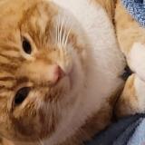 Foto del gato perdido en Herserange