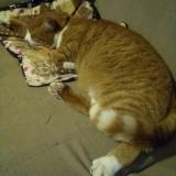 Foto del gato perdido en Plumeliau Bieuzy