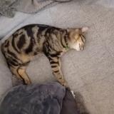 Foto del gato perdido en Val Au Perche