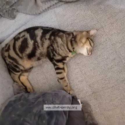 Foto 1/1 Tigrou Chat perdido en Val au perche