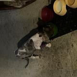 Foto del gato perdido en Boersch