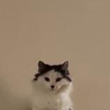 Foto del gato perdido en Nevers