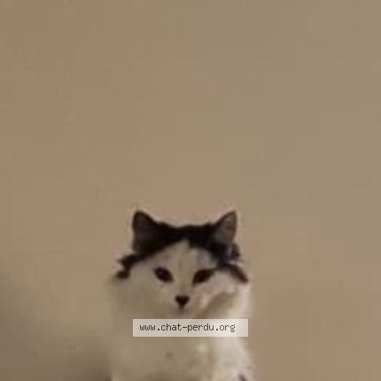 Foto 1/1 Noussé Chat perdido en Nevers