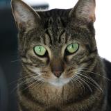 Foto del gato perdido en Aulnay Sur Marne