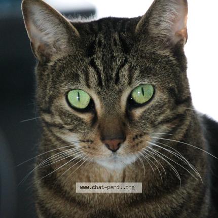 Foto 1/1 Simba Chat perdido en Aulnay sur marne