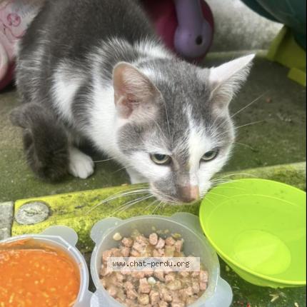 Foto 1/1 Gato encontrado Encontrado en Amiens